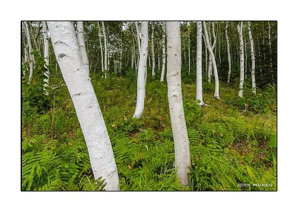 Dancing Birches Greeting Card