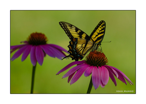 Swallowtail Greeting Card
