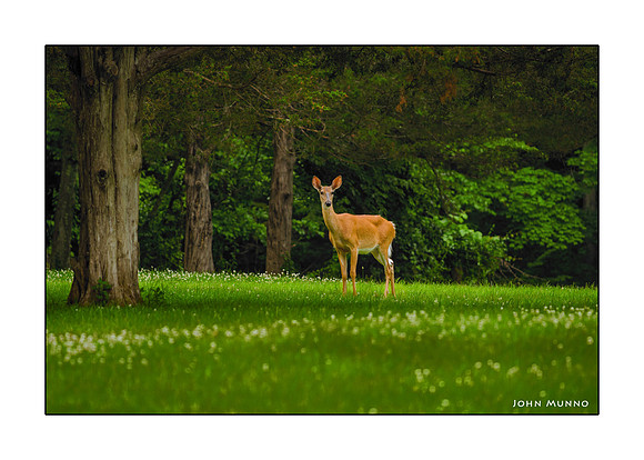 White Tail Greeting Card