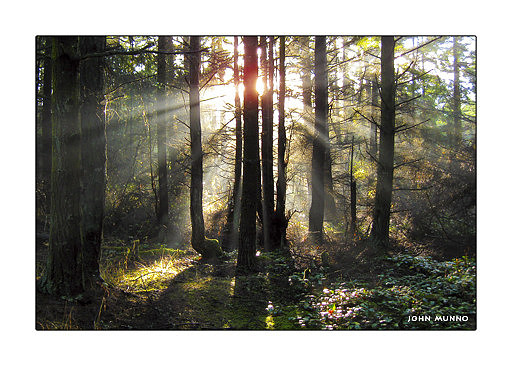 Sunbeams Greeting Card (Sequim Washington)