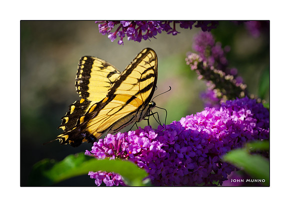 Butterflies Greeting Card