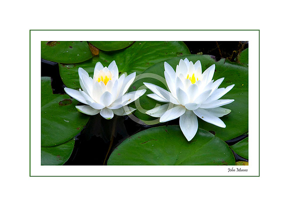 Peaceful Lily