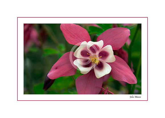Columbine (out of stock)