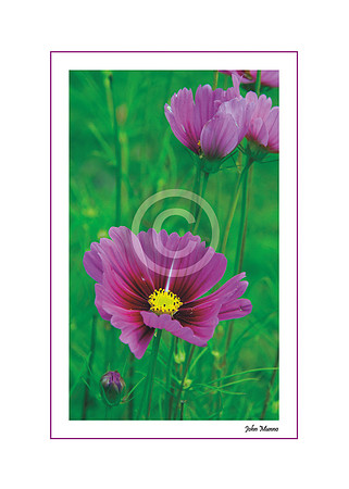 Cosmos