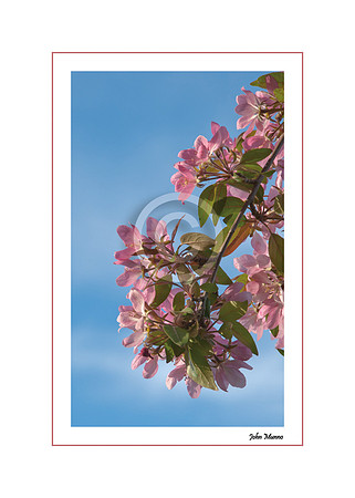 Spring Blossoms