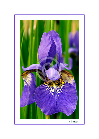 Iris