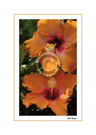 Hibiscus