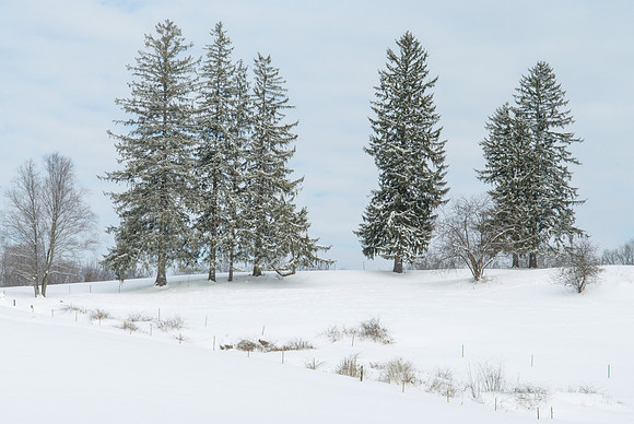 White Pastures