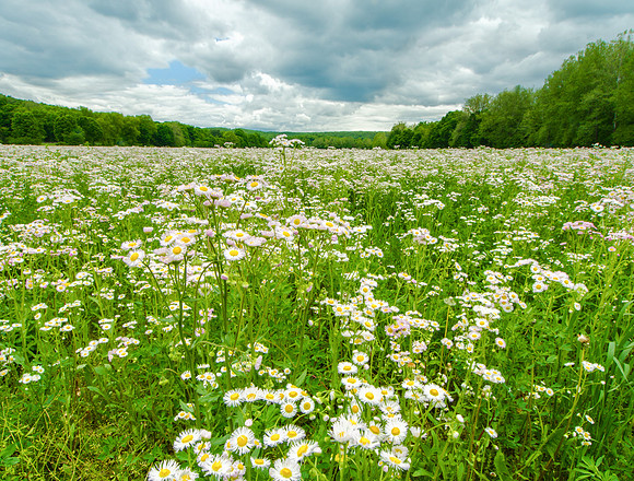 Field of Flowers
