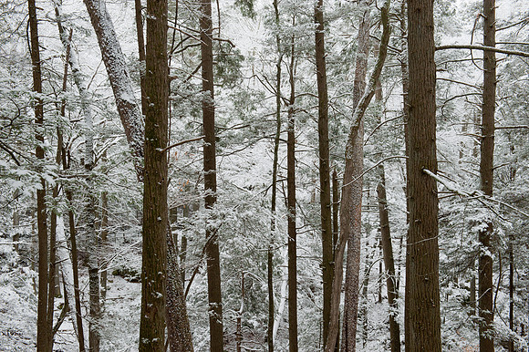 Hemlock Snows
