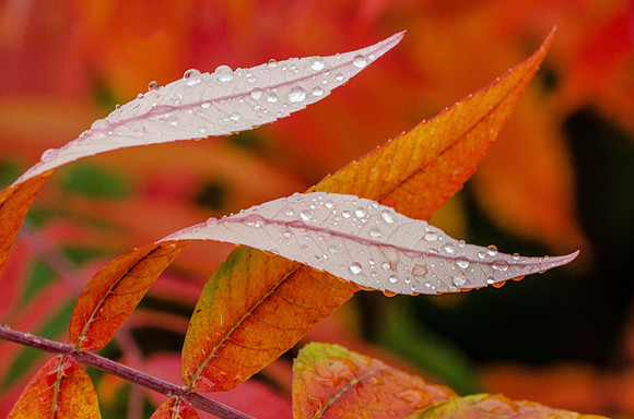 Raindrops
