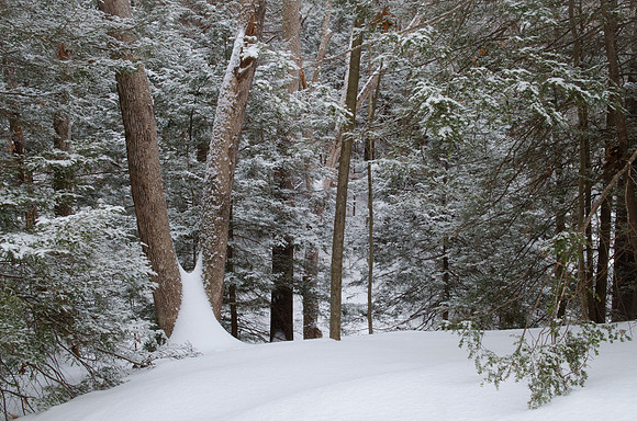 Snowy Garden