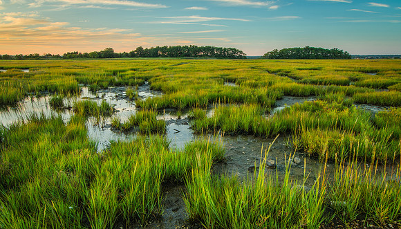 Salt Marsh