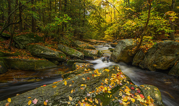 Enders Forest