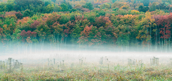 Roxbury Mist