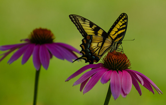 Tiger Swallowtail