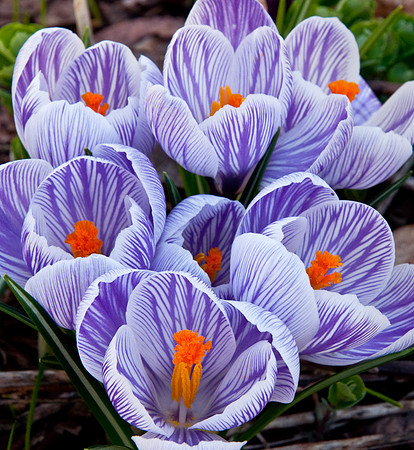 Crocuses