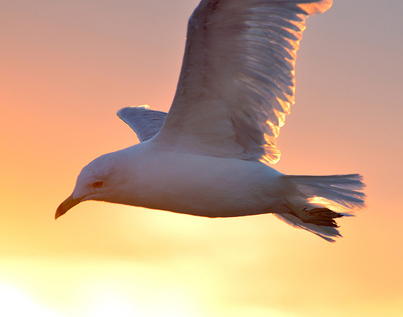 On Seagulls Wings