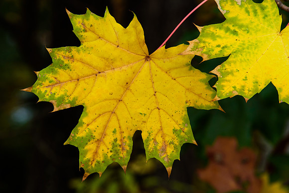 Maple Leaf
