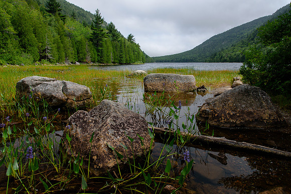 Bubble Pond