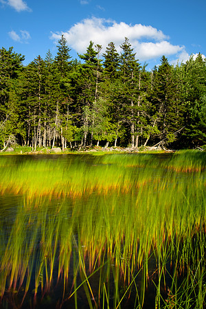 Waving Grasses
