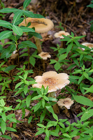 Forest Floor