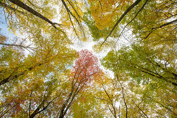 Upwards
