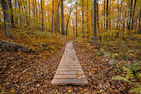 Golden Pathway