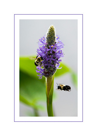 Bees in Flight Greeting Card