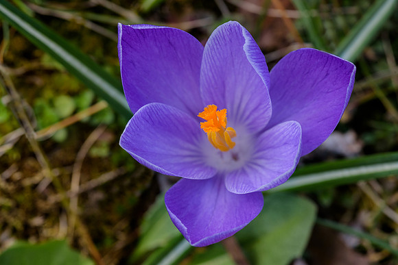 Flowers 4.10.19-158-Edit
