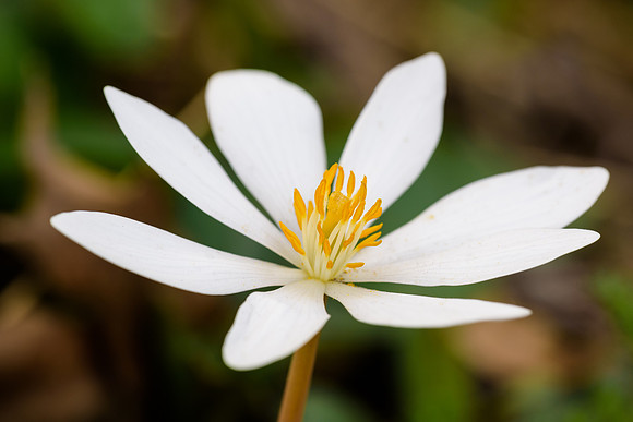 Flowers 4.18.19-1-Edit