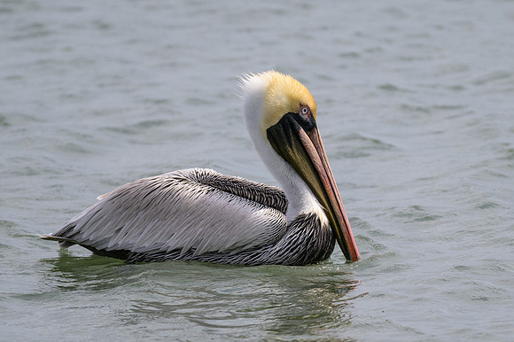 Pelican