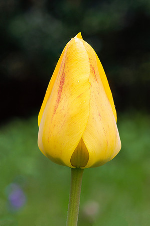 Yellow Tulip Focus Stack