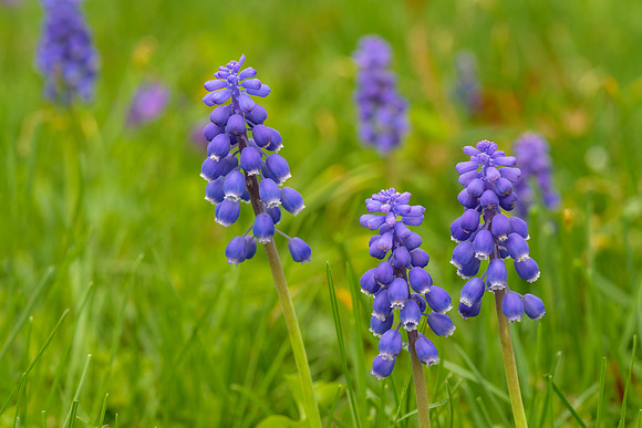 Blue Bells-1