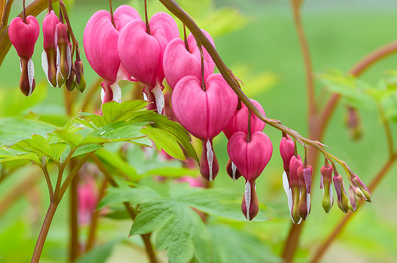 Bleeding hearts 3