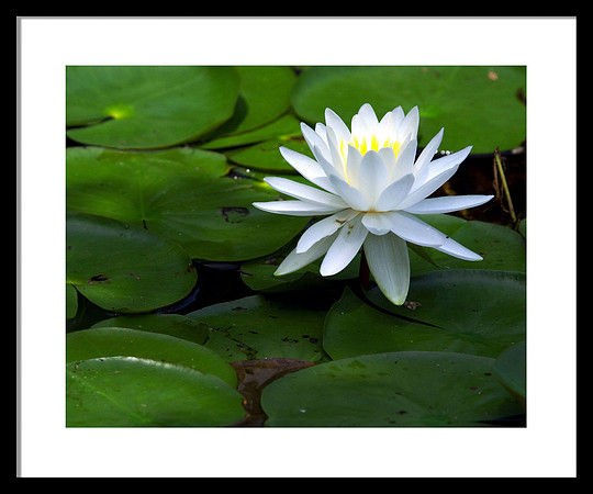 Peaceful Lily