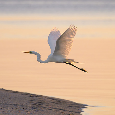 Golden Wings
