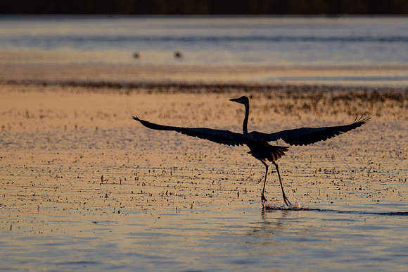 Taking Flight