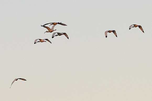 Fly Away