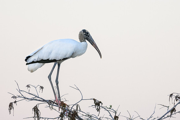 Wood Stork