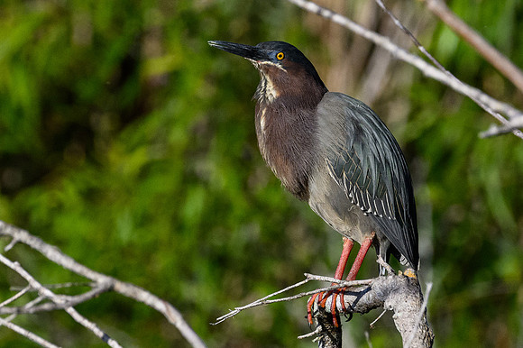 Green Heron