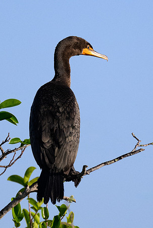 Cormorant