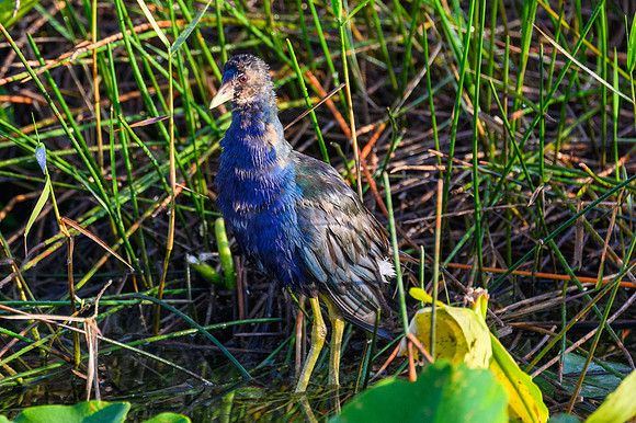 Purple Gallinule-Edit
