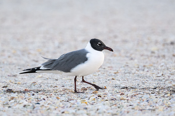 Laughing Gull