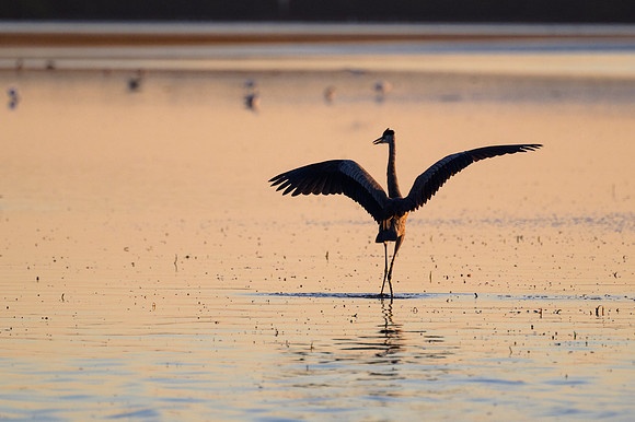 Shall We Dance