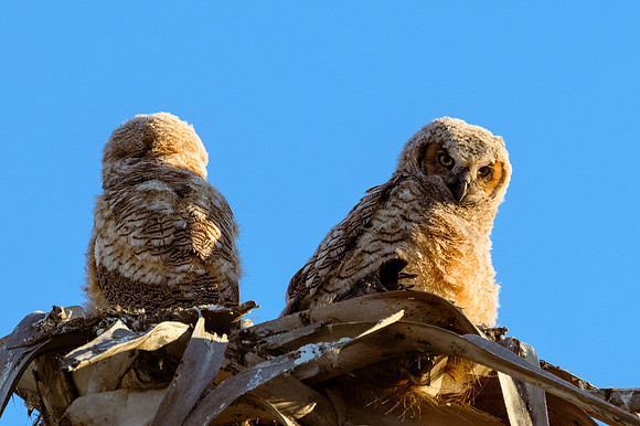 Great Horned Owlettes
