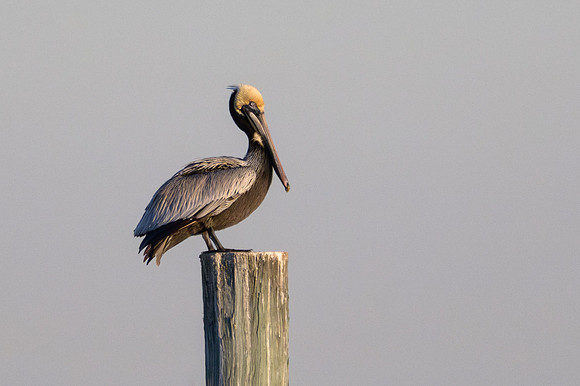 Brown Pelican