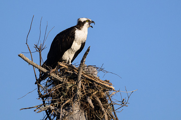 Osprey