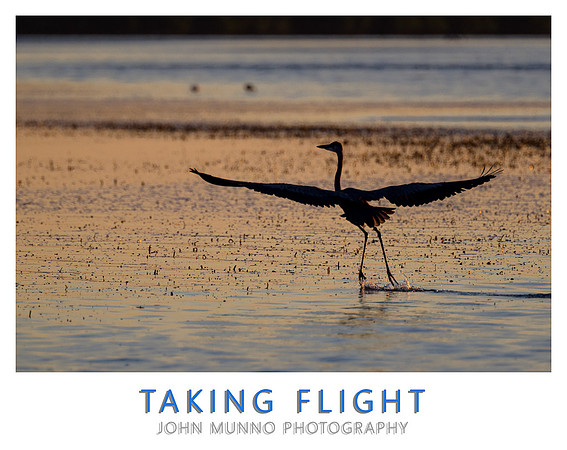 Taking Flight