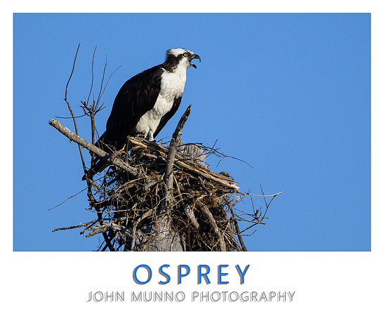 Osprey